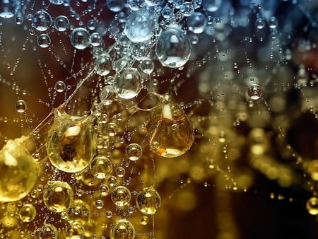 Drops of water - nature, abstract, photogrphy, beautiful, water, drops