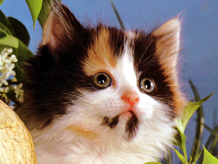 Sweet look - sweet, eye, cat, kitten