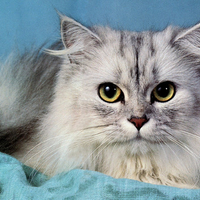 Grey persian