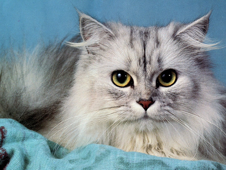 Grey persian - cat, sweet, grey persian, pet, kitten