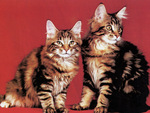 Maine coon cats