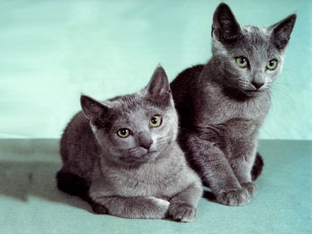 Russsian blue - grey, kitten, russian blue, sweet, cat