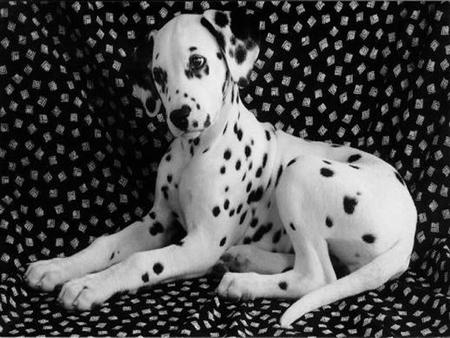 Dalmata - puppy, animal, spot, dalmata