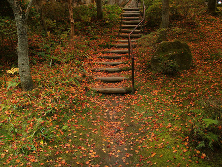 to the secret location... - stairs, autumn, forest, leafs, green