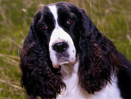 Springer - animal, dog, grass, springer, puppy