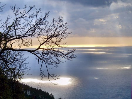 holy light - branches, ocean, light, tree, sky