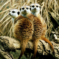 Meerkats