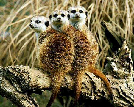 Meerkats - portrait, animal, sweet, meerkat