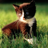 VERY ADORABLE CUTE KITTY IN GRASS