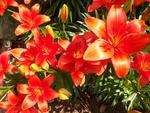 orange lillies