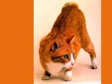 Cat - animal, kitten, pet, cat, orange