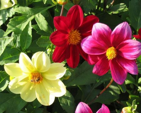 dahlia - yellow, dahlia, red, pink, flowers, garden