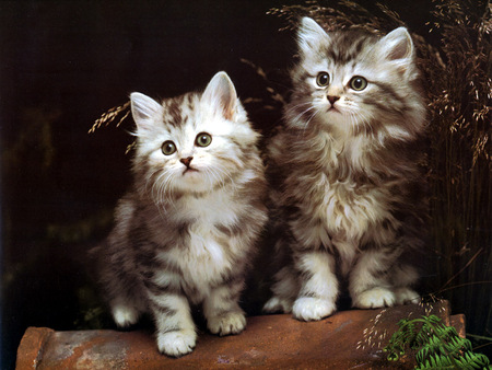 Bellos gatitos - animal, kitten, pet, cat, sweet