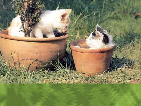 Cats in garden - garden, pot, kitten, cat, grass