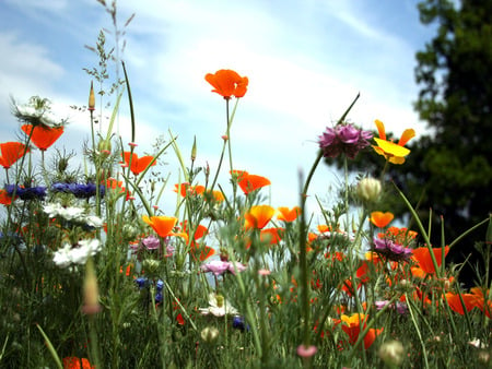 meadow - flowers, nature, blue, meadow, field, multi-coloured, orange