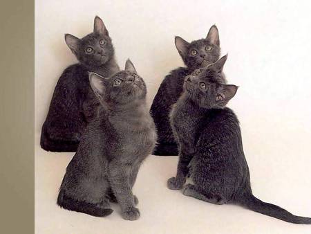 4 cats - animal, kitten, pet, cat, grey