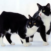 Calico cat couple