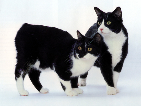 Calico cat couple - cat, couple, animal, pet, calico, kitten