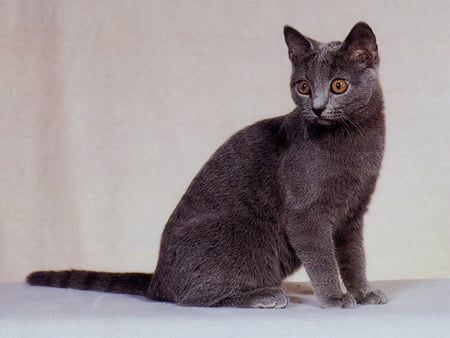 Chartreux - animal, chartreux, kitten, cat