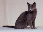 Chartreux