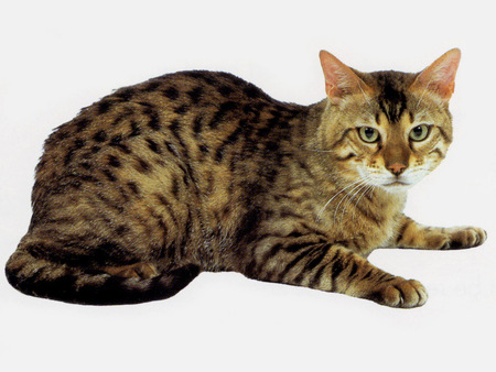 Bengal cat - animal, bengal, cat, kitten