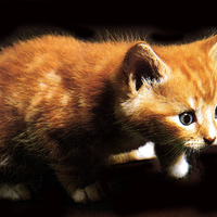 Baby orange cat