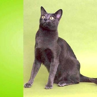Grey cat on green