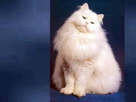 Fluffy kitten - animal, white, cat, kitten