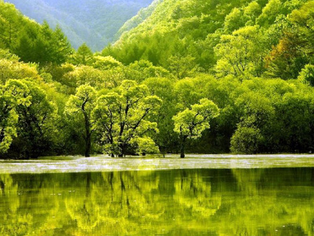 Beautiful nature - lake, tree, nature, green