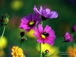 Flowers at forest