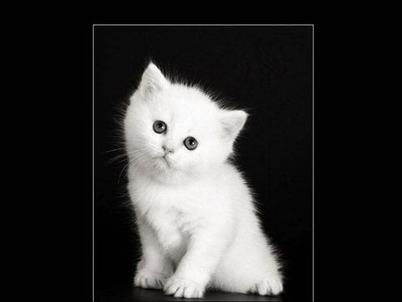 Cutte kitten - white, cute, cat, kitten