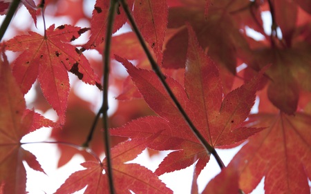 Fall - nature, fall, trees, red, leafs, colors