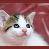 pretty kitty 11