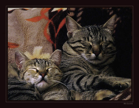 afternoon resting - two, cats, art photo, nice, sleeping