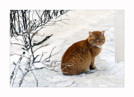 cat on snow - red, snow, art photo, nice, sitting, cat