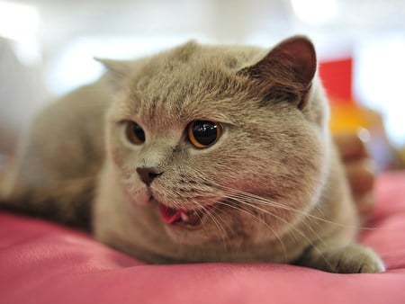 Kater - blanket, resting, red, art photo, nice, cat