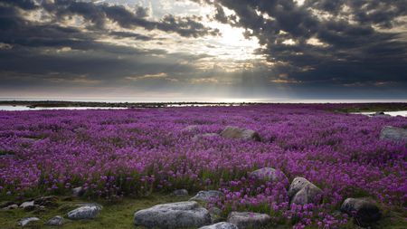 Fireweed Hudson Bay - nature, ocean, clouds, fireweed, beautiful, island, flowers, sunset