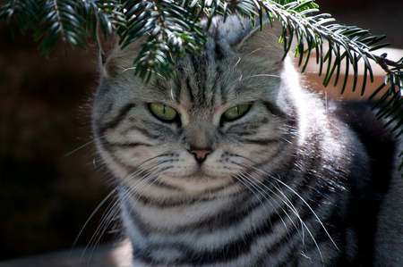 beautiful cat - grey, greeneyes, beautiful, art photo, closeup, cat