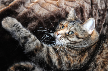 Princess - princess, art photo, cat, beautiful, resting