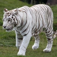 white,tiger