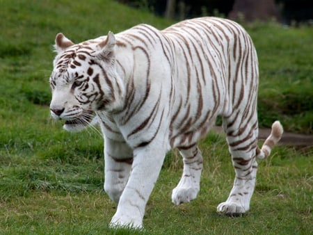 white,tiger - big, tiger, africa, cats