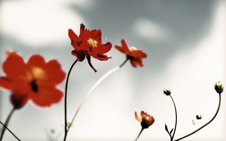 [no title] - beauty, flowers, dreamy, beautiful