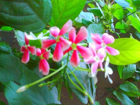 Pink flowers - flowers, pink, nature