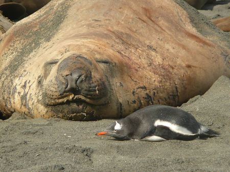 Arktis Walrus - lazy, big, primates, sea animals