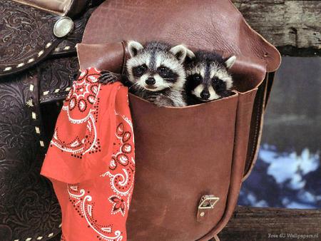 Free Ride - wildlife, fence, kits, animals, babies, raccoons, saddle, pouch, bandana, lost and found