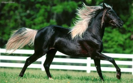 RockyMountains - horses, animals, rocky, running, trees, green, grass