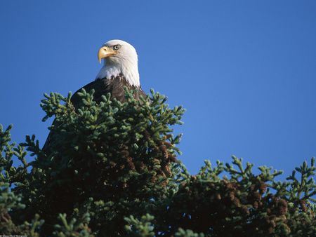 View_From_the_Top_Bald_Eagle_Alaska - eagle, top, sky, animals, tree, birds, blue, eyes