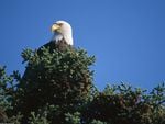 View_From_the_Top_Bald_Eagle_Alaska