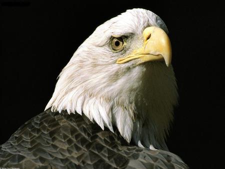 The_Nations_Lookout_Bald_Eagle_Alaska - eagle, animals, look, eye, birds