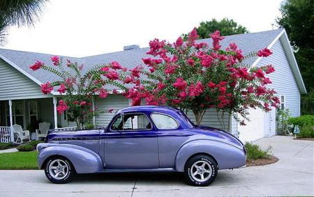 The Wizard - purple, chevy, car, blooms, tree